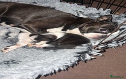 Boston Terrier dogs for sale: Kc Boston terrier  - Image 6