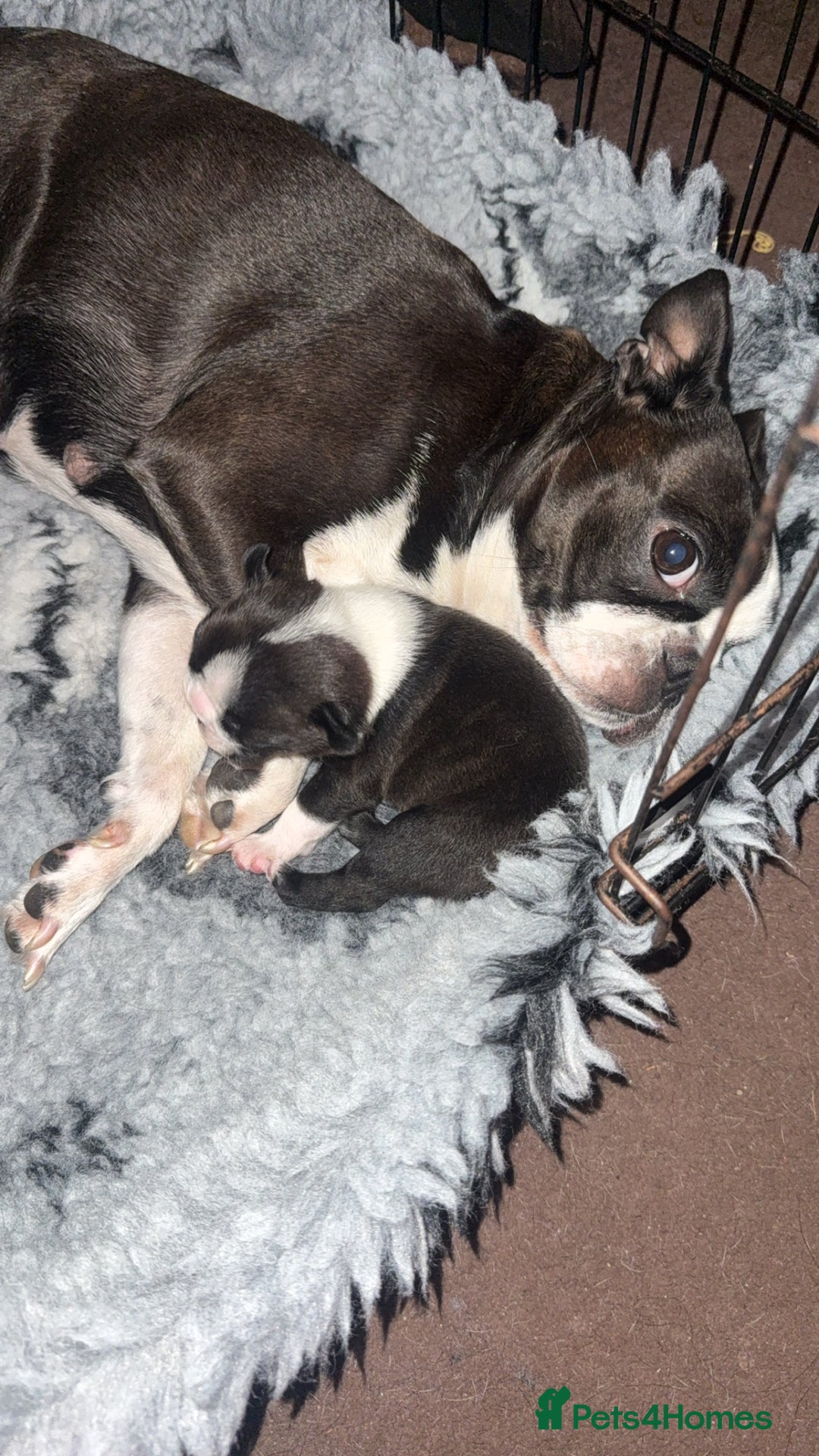 Boston Terrier dogs for sale: Kc Boston terrier  - Image 6