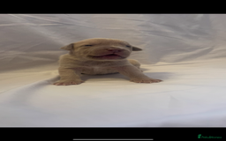 Mixed Breed dogs for sale: Cane Corso X mastiff - Image 3
