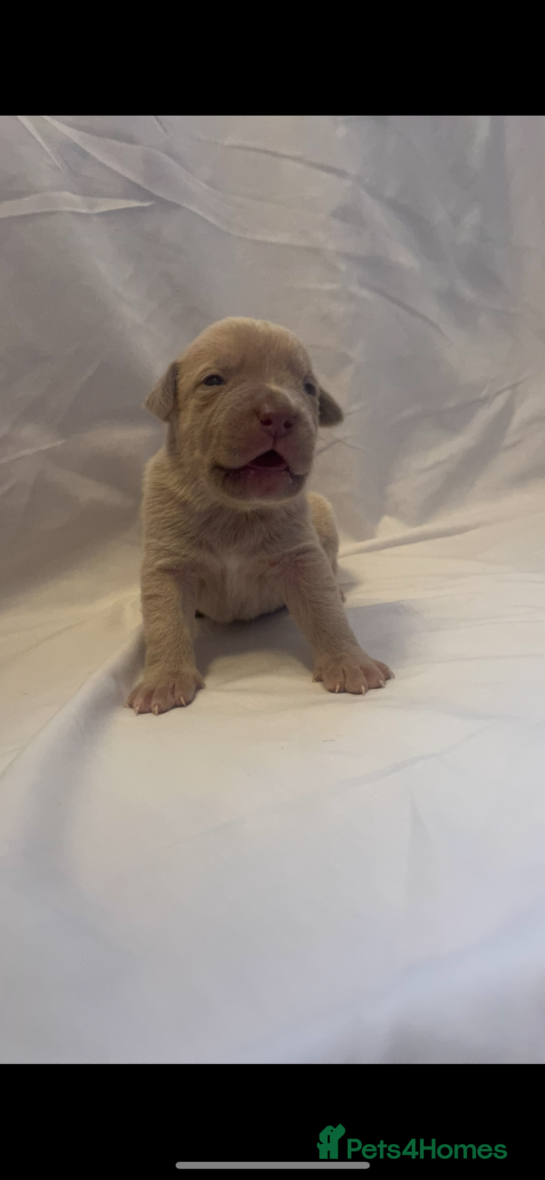 Mixed Breed dogs for sale: Cane Corso X mastiff - Image 3