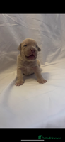 Mixed Breed dogs - Advert 11