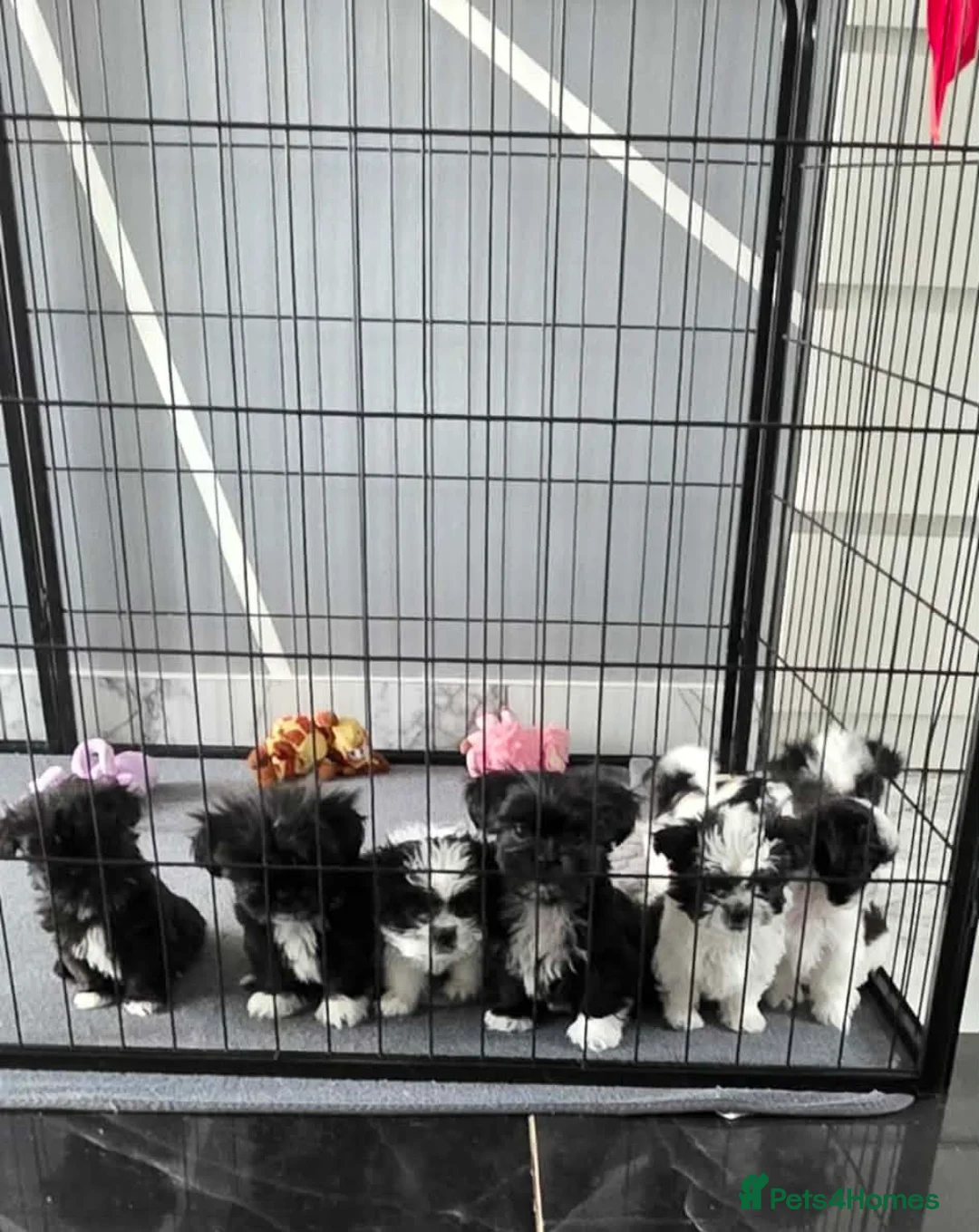 Shih Tzu dogs for sale: 7 Gorgeous Puppies for Sale - Advert 1