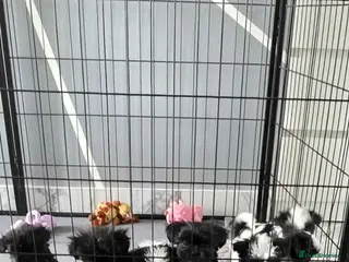 Shih Tzu dogs 7 Gorgeous Puppies for Sale - Advert 2