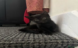 Mixed Breed cats for sale: Gorgeous kittens for sale - Image 4