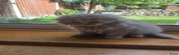 Scottish Fold cats for sale: Scottish kitten lilac blue, ready now, girl boy - Advert 27