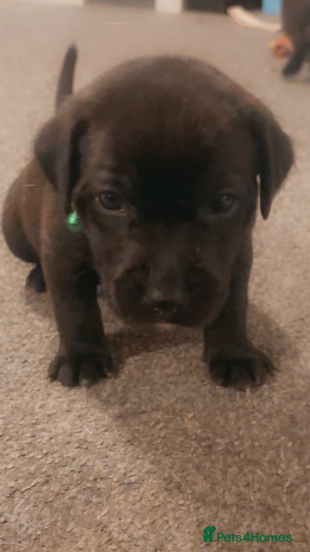 Mixed Breed dogs for sale: Beautiful Staffadors 4 weeks old  - Advert 16