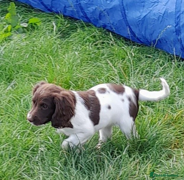 English Springer Spaniel dogs Gorgeous English Springer Spaniels Puppies - Advert 2