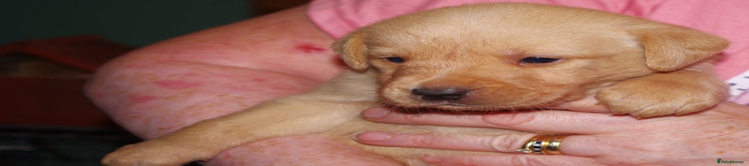 Labrador Retriever Puppy 4