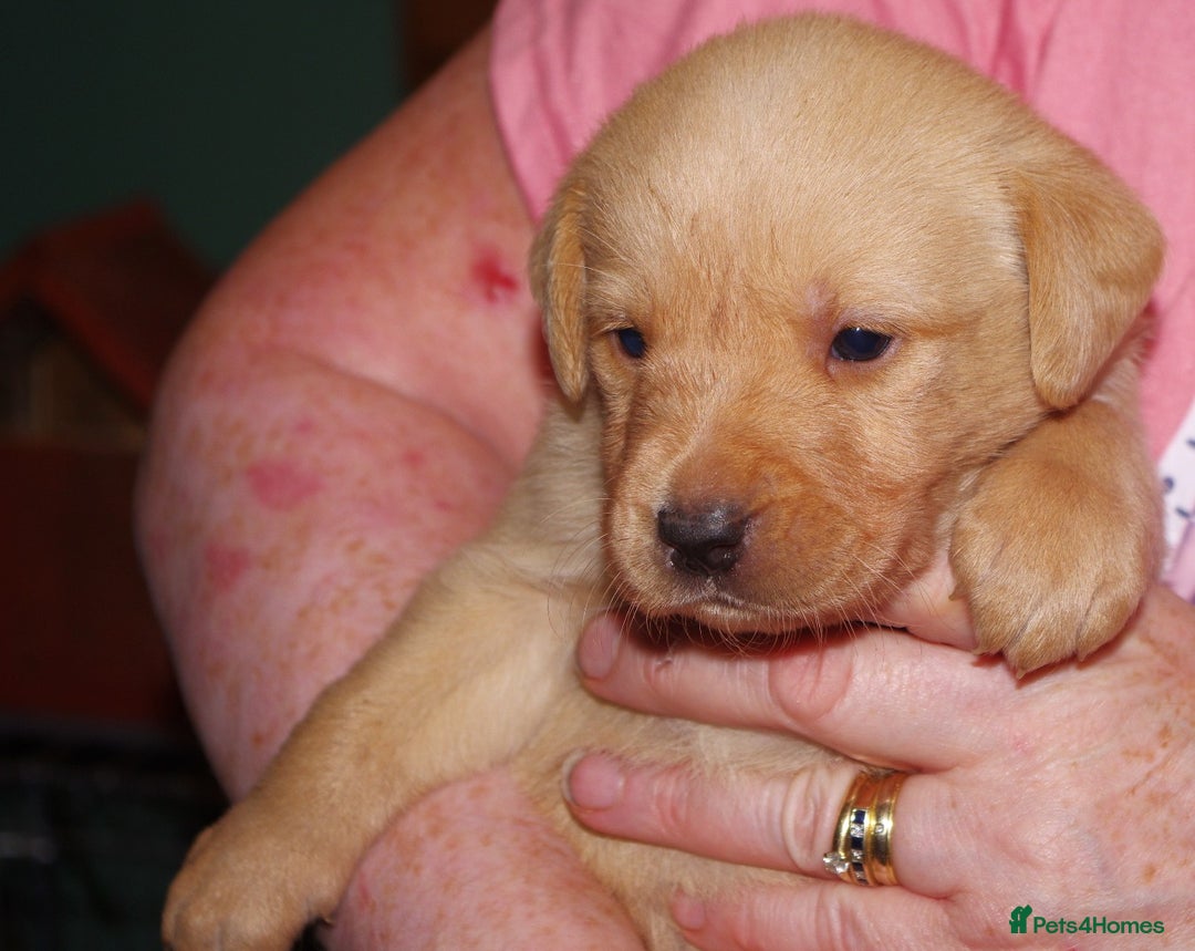 Labrador Retriever dogs for sale: * labrador retriever pups for sale - Advert 6