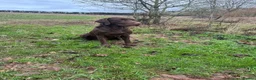Labrador Retriever dogs for stud: Handsome fully health tested Chocolate labrador - Advert 2