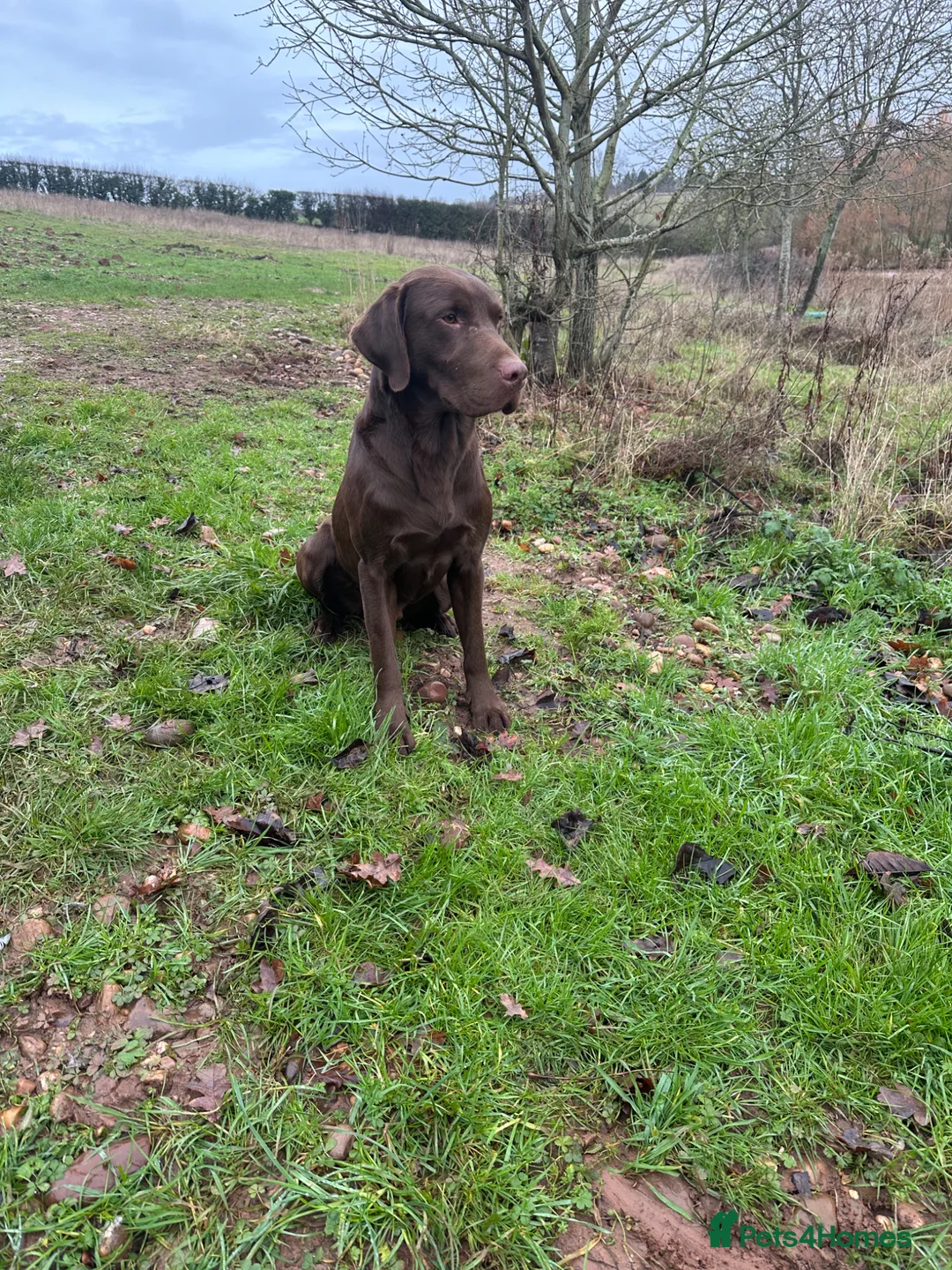Labrador Retriever dogs for stud: Handsome fully health tested Chocolate labrador - Advert 2