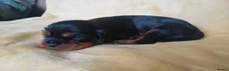 Cavalier King Charles Spaniel dogs for sale: Choc & Tan carriers - CKC Spaniel Puppies - Advert 30