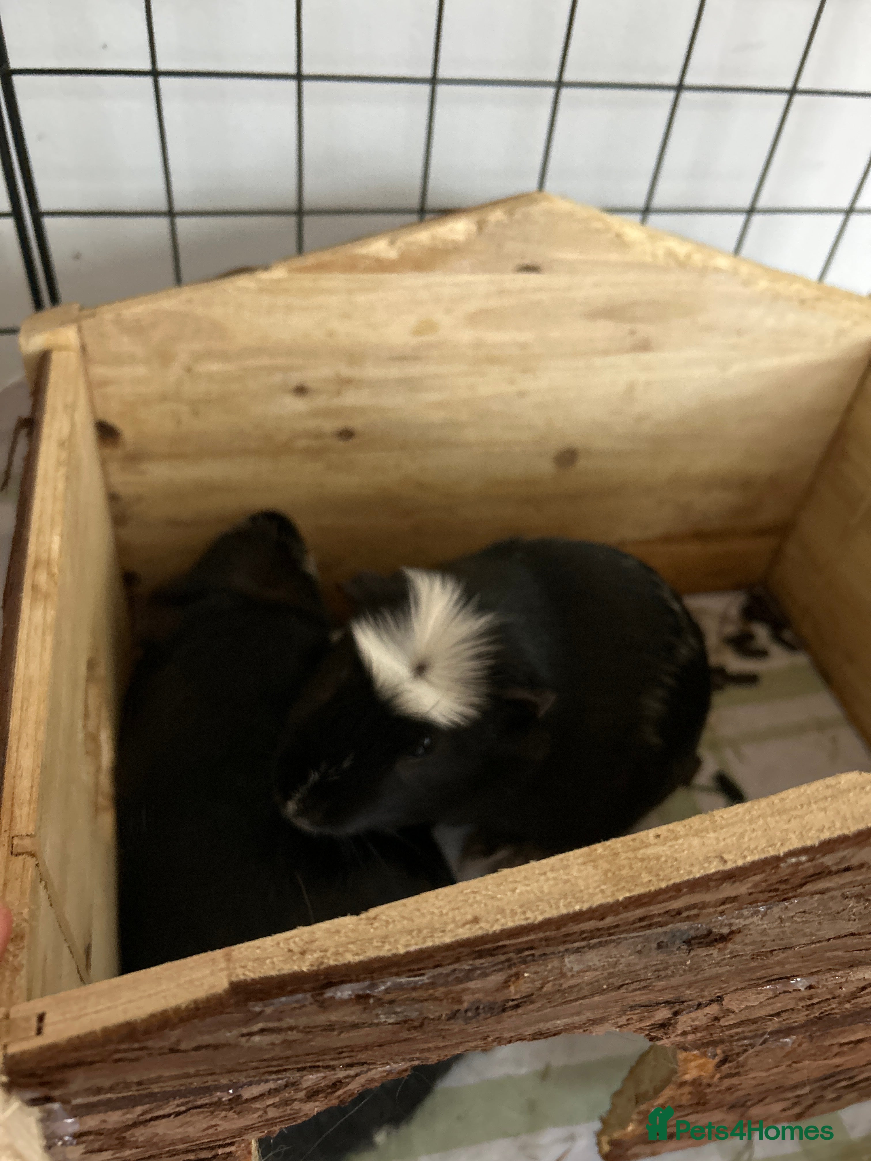 Guinea Pig rodents 2 Guinea Pigs Male Free to a Good home  - Advert 1