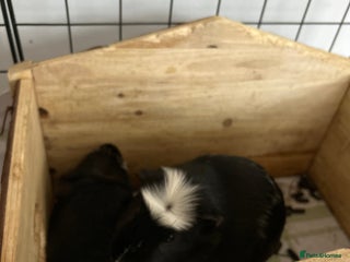 Guinea Pig rodents 2 Guinea Pigs Male Free to a Good home - Advert 1
