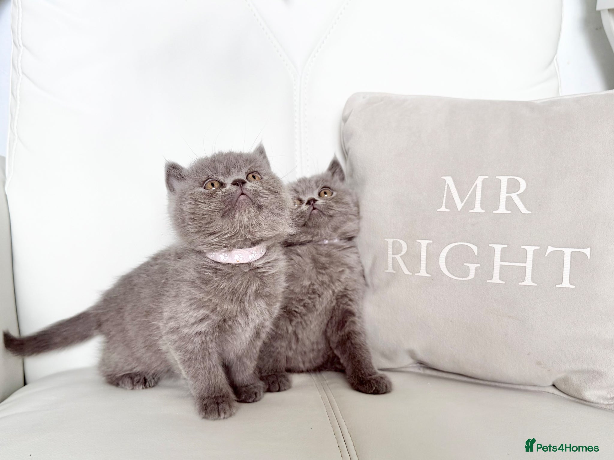 British Shorthair cats 🌸 BRITISH SHORTHAIR KITTENS 🌸 - Advert 3