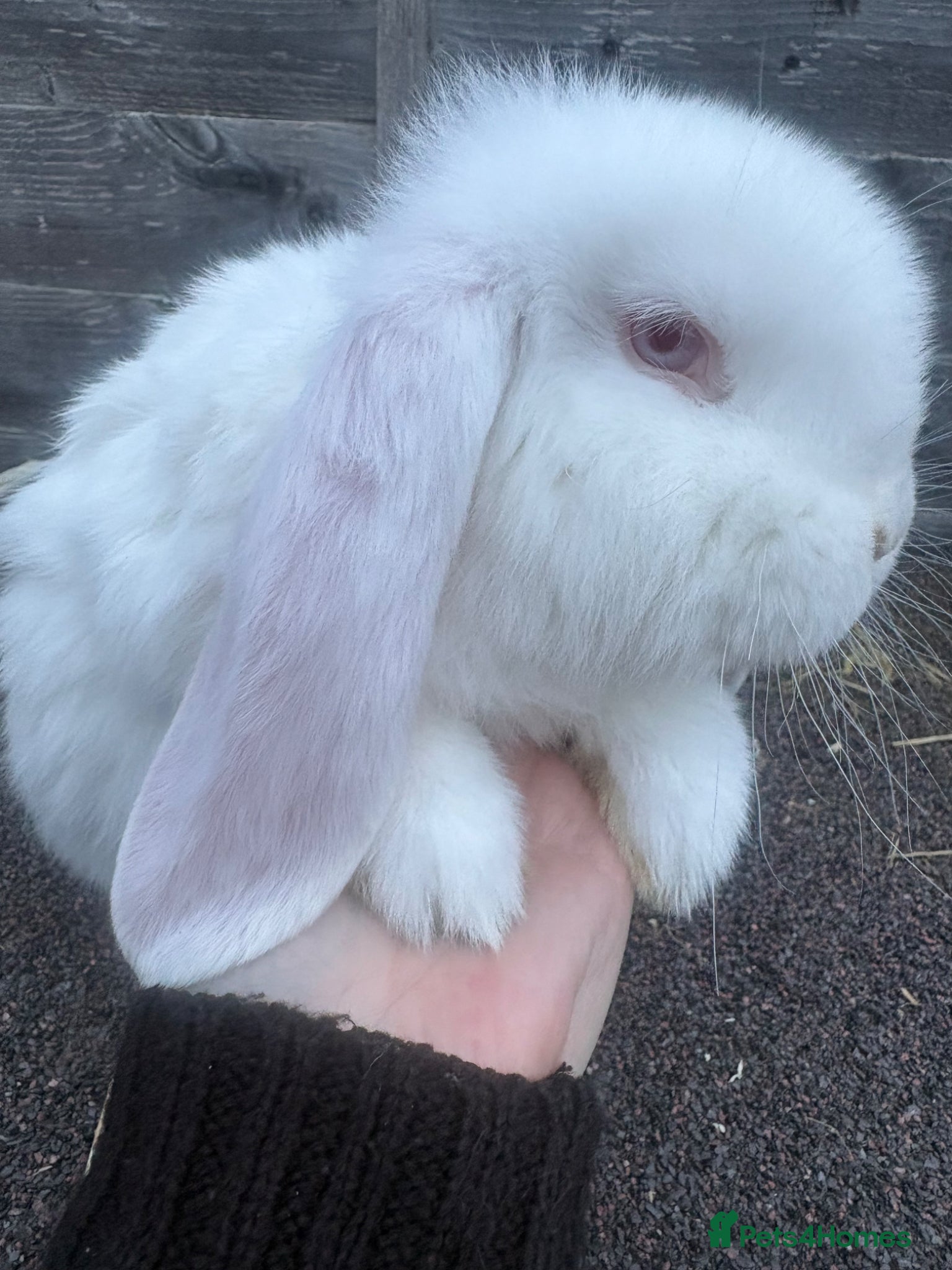 French Lop rabbits French lops - Advert 20