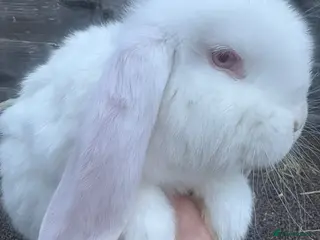 French Lop rabbits French lops - Advert 20