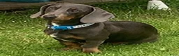 Dachshund dogs for stud: Blue Dachhund Proven Stud & Isabella cream stud, in Swansea - Advert 13