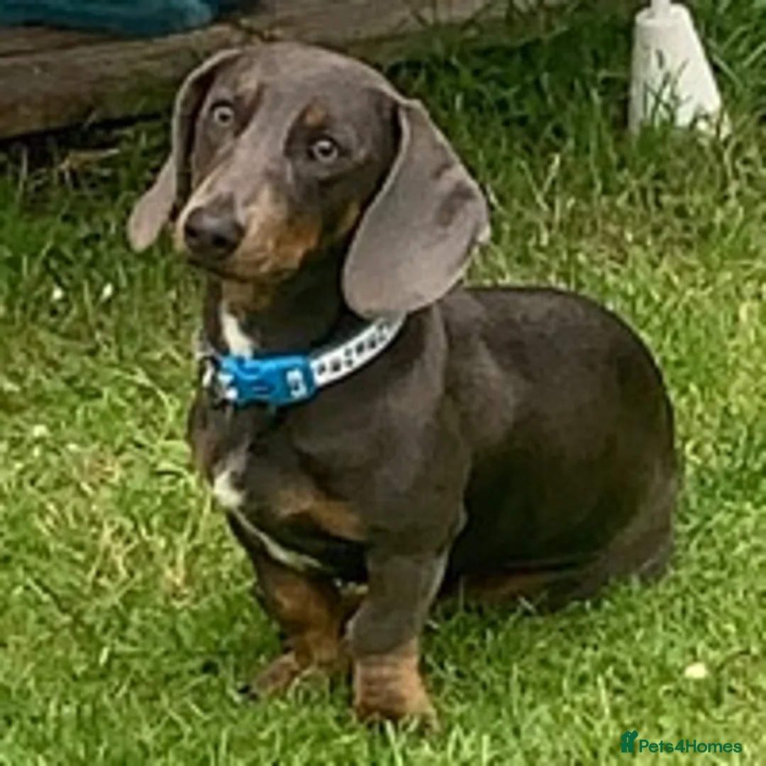Dachshund dogs for stud: Blue Dachhund Proven Stud & Isabella cream stud, in Swansea - Advert 13