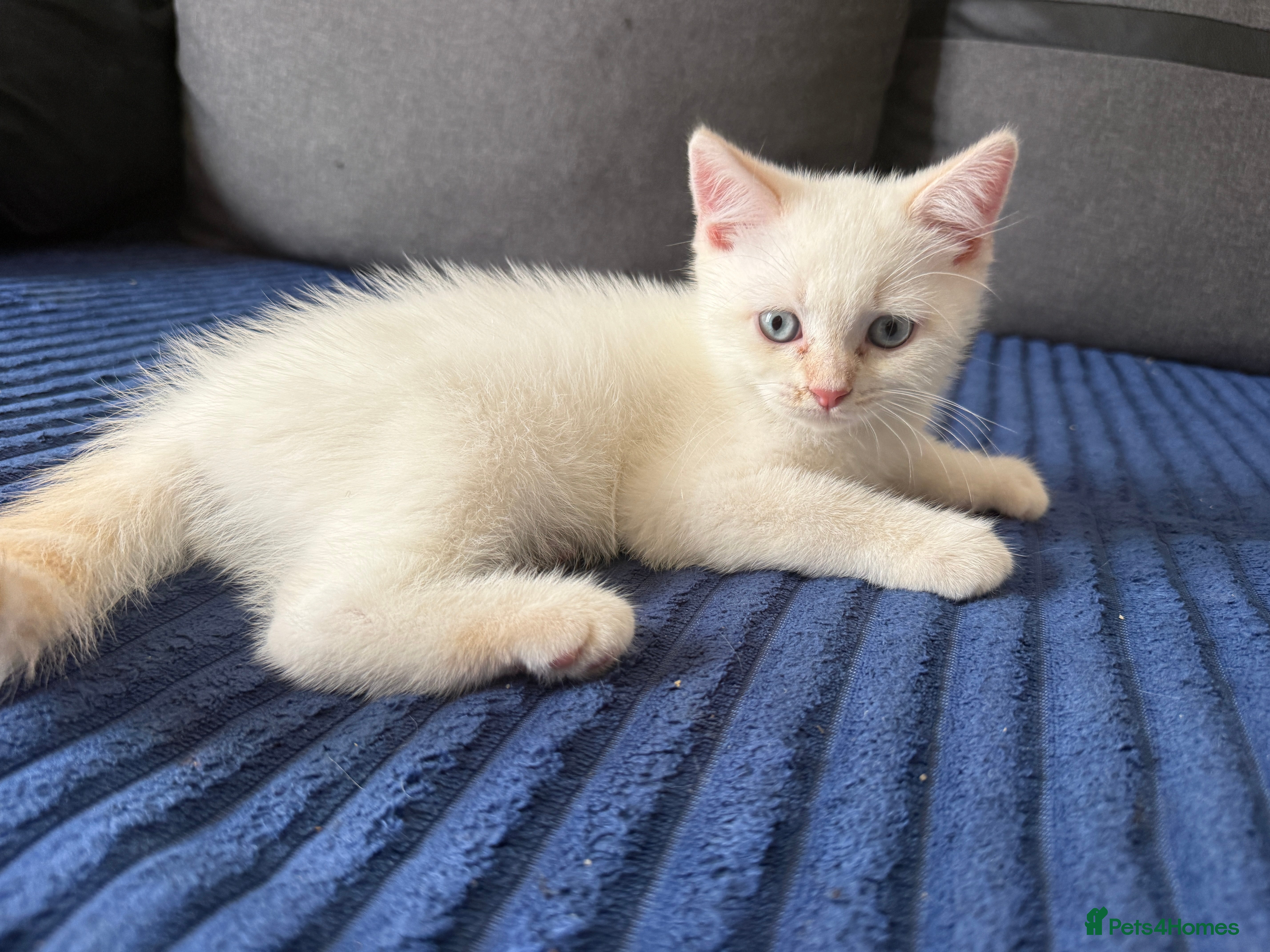 Scottish Fold cats 🩷Beautiful Scottish Fold/Straight kittens🩷 - Advert 2