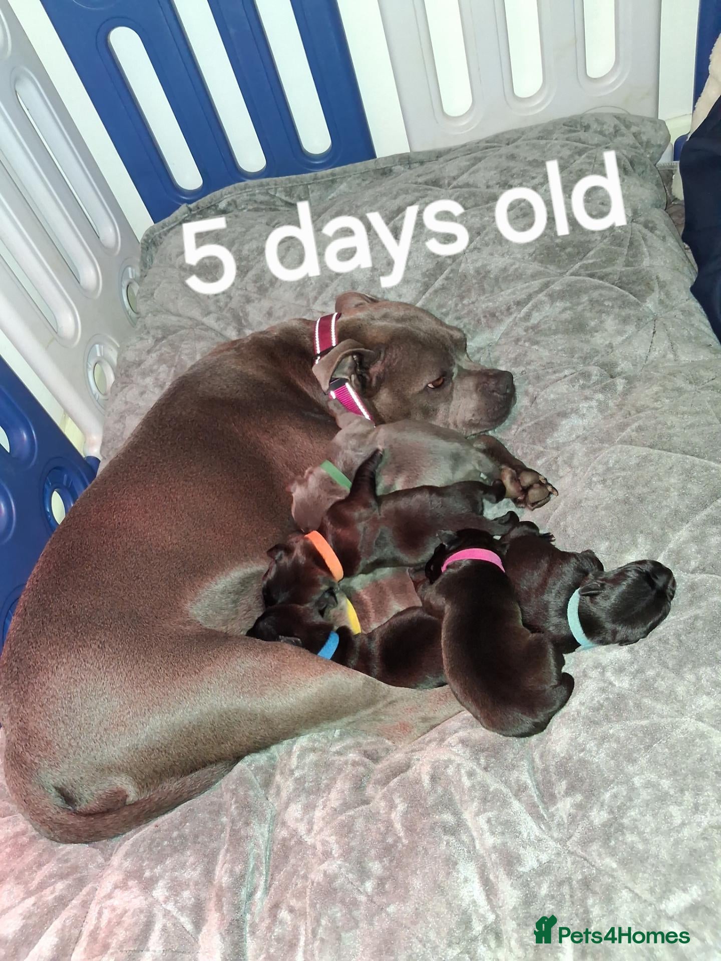 Staffordshire Bull Terrier dogs ONLY 3 LEFT from 7 Beautiful KC blue + black puppy - Advert 2