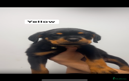 Rottweiler dogs for sale: Rottweiler puppies  - Image 5
