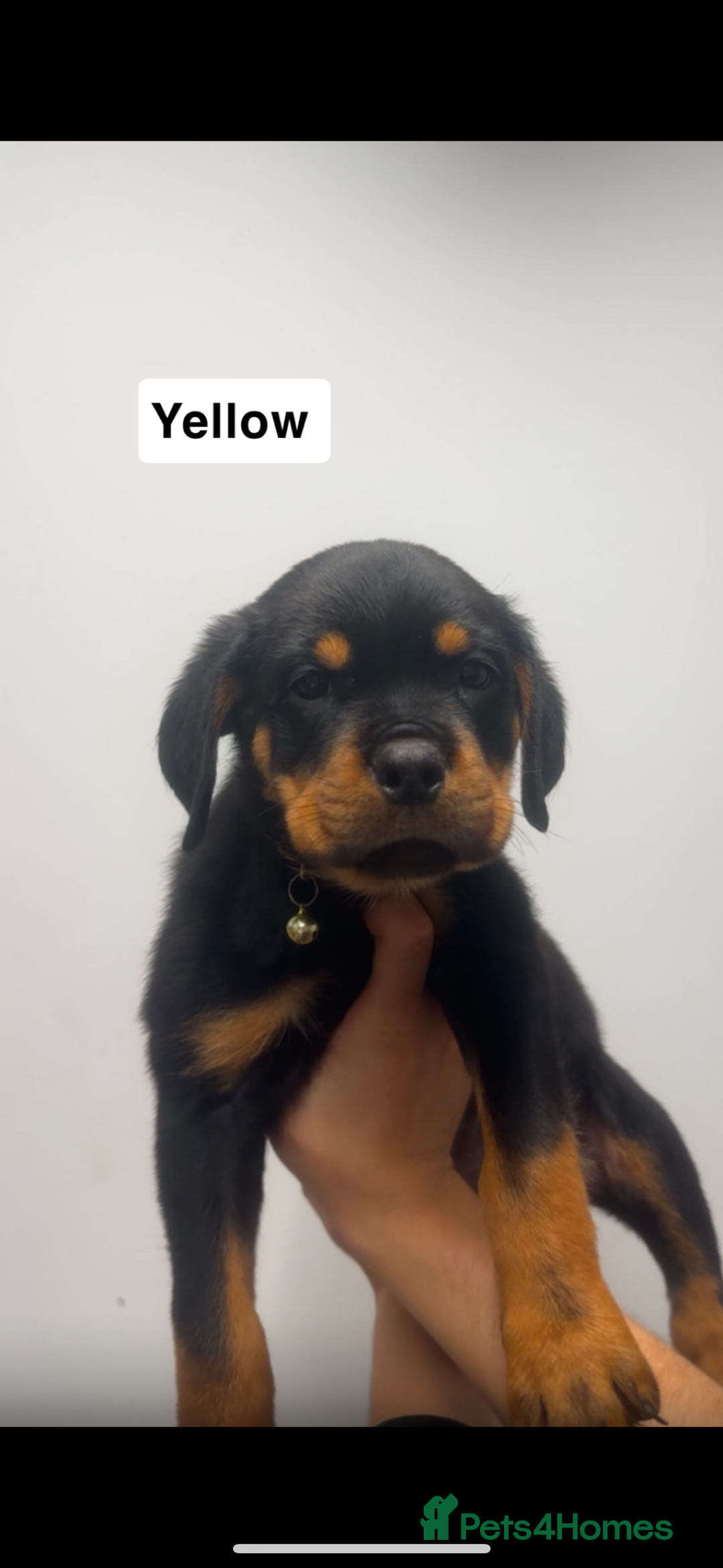 Rottweiler dogs for sale: Rottweiler puppies  - Image 5