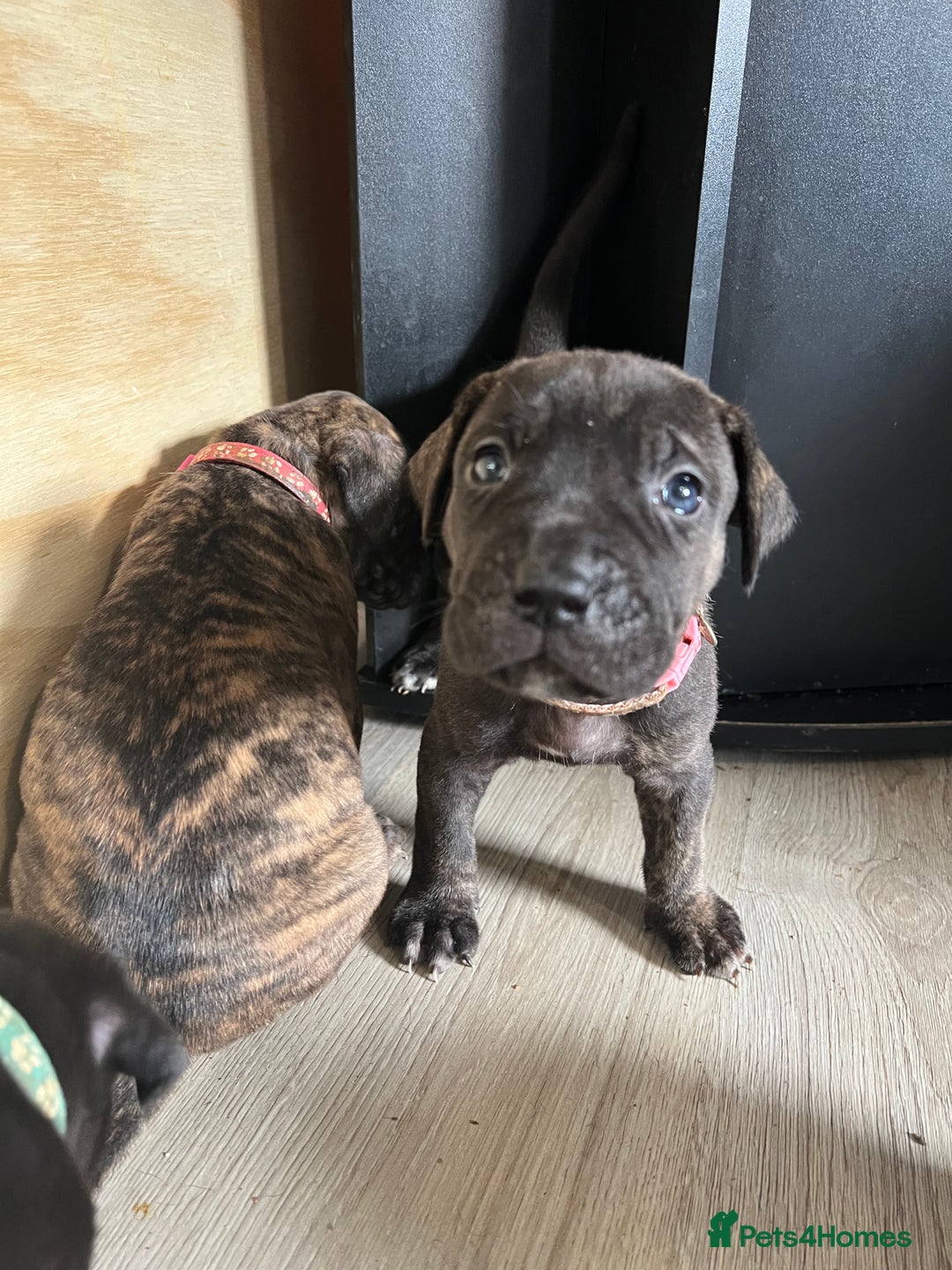 Cane Corso dogs for sale: 10 gorgeous Cane Corso  - Image 10