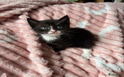 Mixed Breed cats for sale: 3 adorable kittens! Ready in 3 weeks!! 🐈‍⬛🐈‍⬛ - Image 7