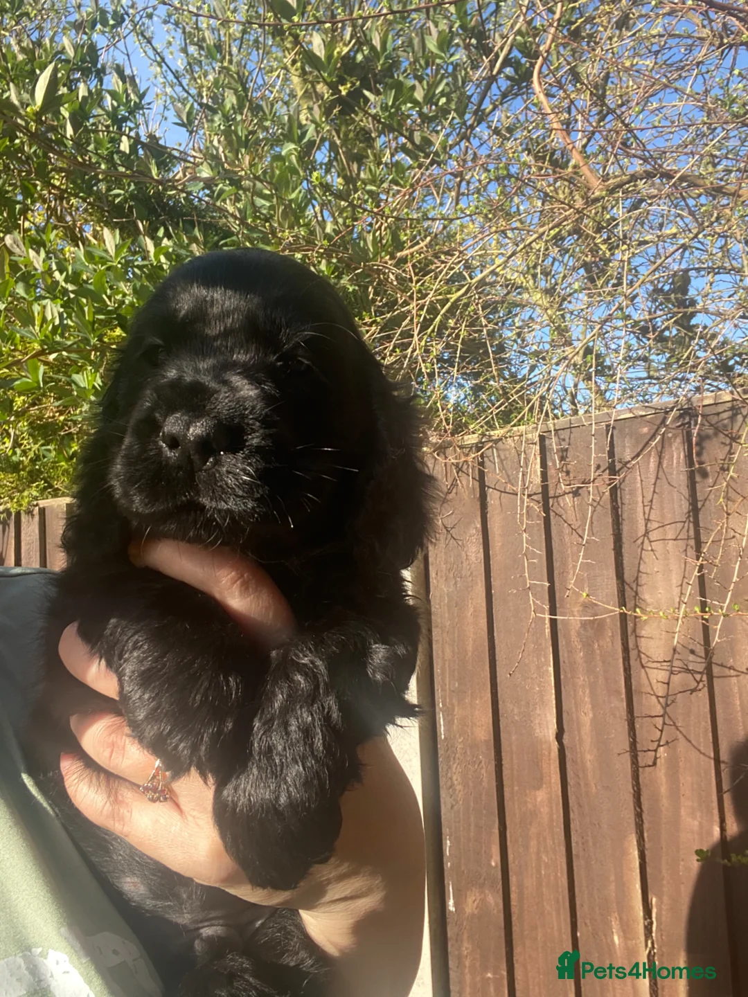 Cocker Spaniel dogs for sale: Gorgeous show cocker spaniels ready to go  - Advert 1