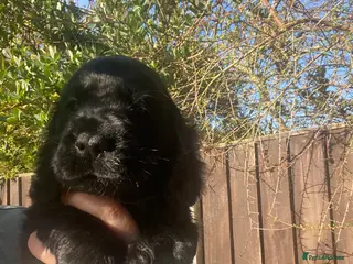 Cocker Spaniel dogs Gorgeous show cocker spaniels 3 boys left - Advert 13