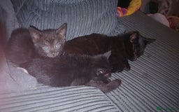 British Shorthair cats for sale: Blue Russian Mix  - Image 3