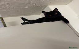 Maine Coon cats for sale: Beautiful cats looking for forever homes - Image 23