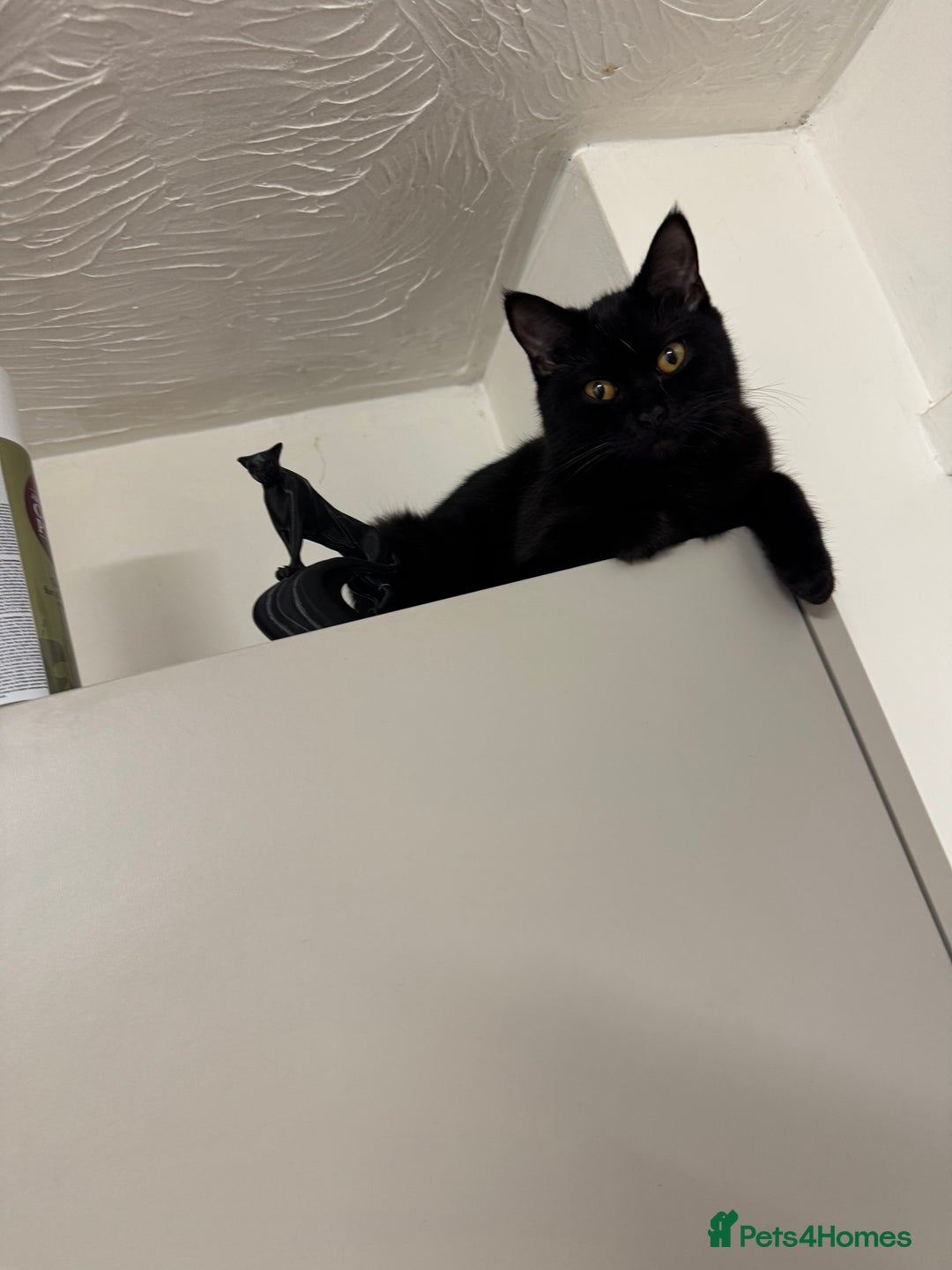 Maine Coon cats for sale: Beautiful cats looking for forever homes - Image 23