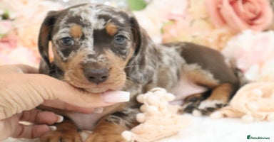 Miniature Dachshund dogs - Advert 6