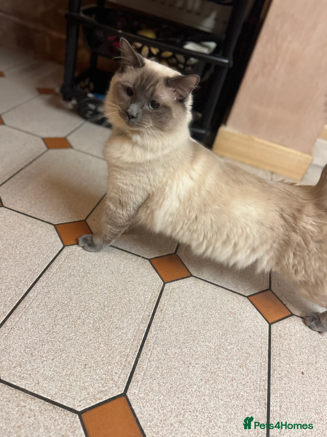 Ragdoll cats for sale: 6month old Ragdoll - Advert 4
