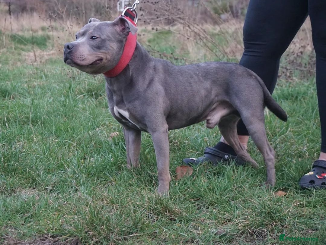 Staffordshire Bull Terrier dogs for sale: Beautiful Staffordshire Bull pups  - Image 17
