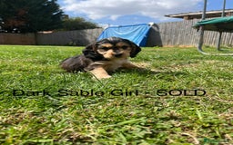 Cocker Spaniel dogs for sale: Beautiful Cocker Spaniel Puppies  - Image 16