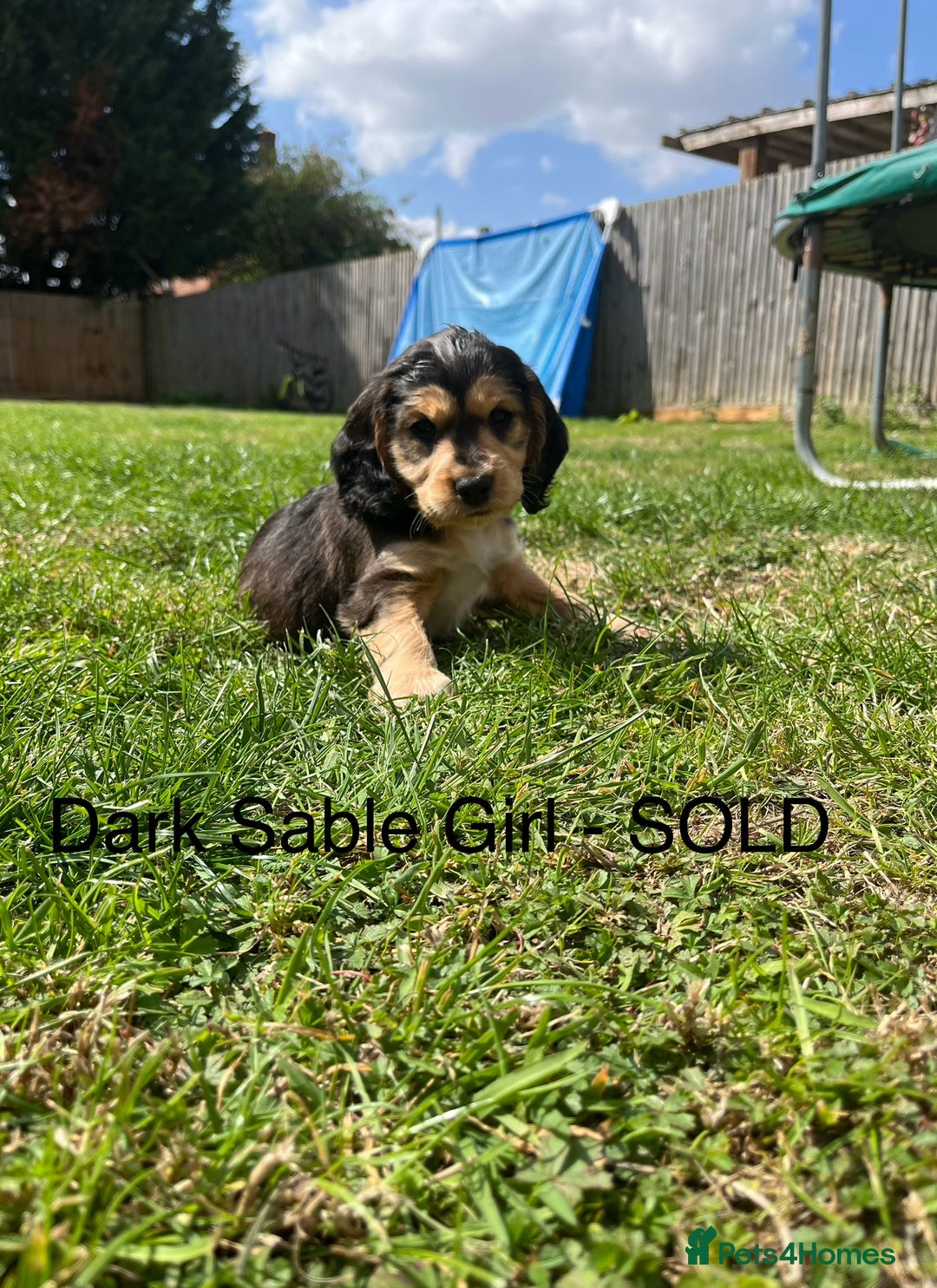 Cocker Spaniel dogs for sale: Beautiful Cocker Spaniel Puppies  - Image 16