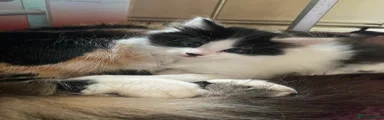 British Longhair Kitten 2