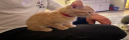 British Shorthair cats for sale: Beautiful ginger striped kittens in Polegate - Advert 6