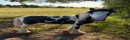 Irish Cob horses for sale: Cob Gelding  - Advert 8
