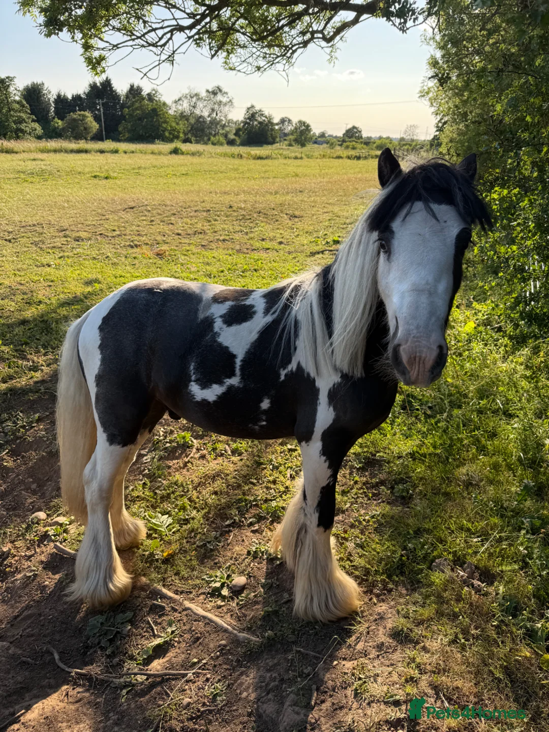 Irish Cob horses for sale: Cob Gelding  - Advert 8