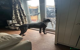 Cane Corso dogs for sale: Cane corso blue boy  - Image 5