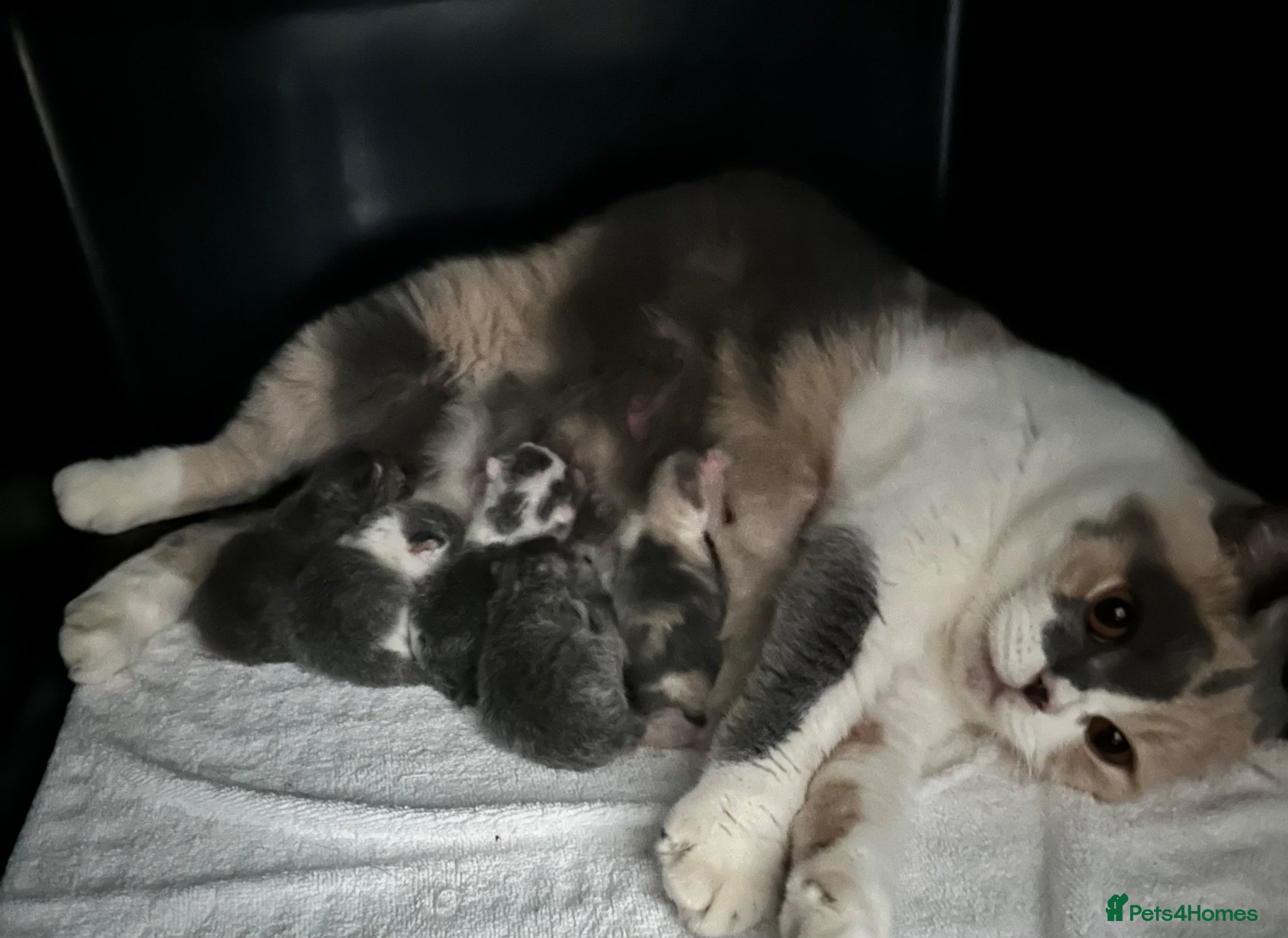 British Shorthair cats British Shorthair Chunky Kittens🐼🐼🐼 - Advert 1