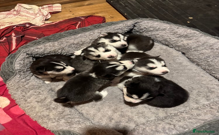 Siberian Husky dogs - Advert 15