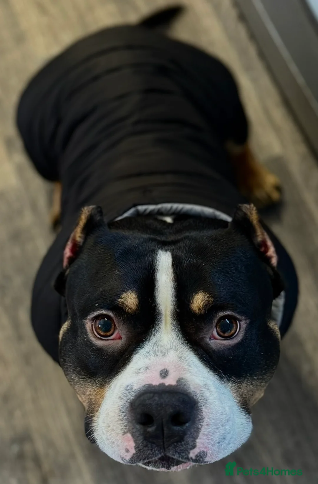 Mixed Breed dogs for sale: 4 year old microbully - Advert 6