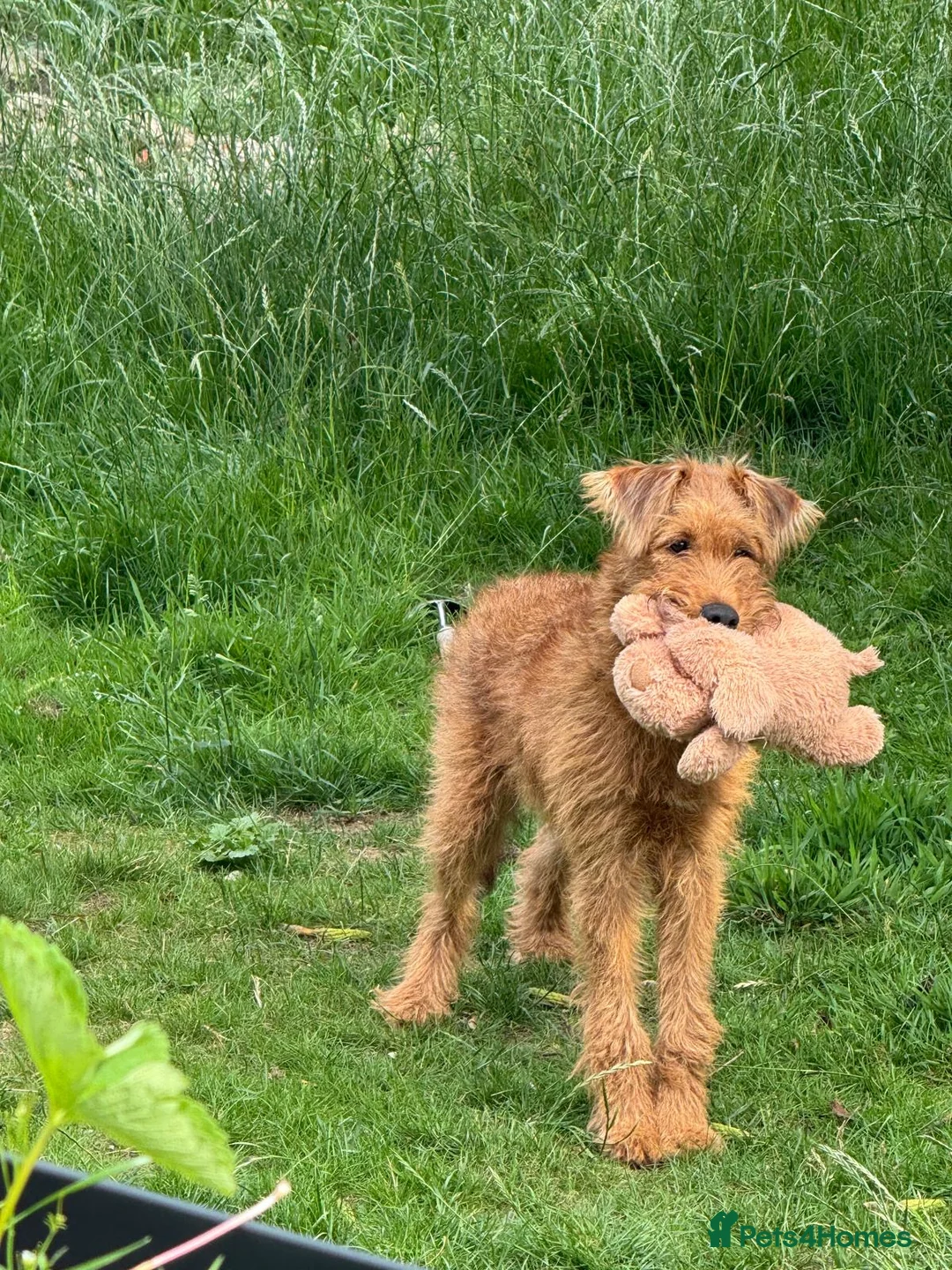 Irish Terrier dogs for sale: Beautiful Irish Terrier for sale - 1.5 years old  - Advert 1