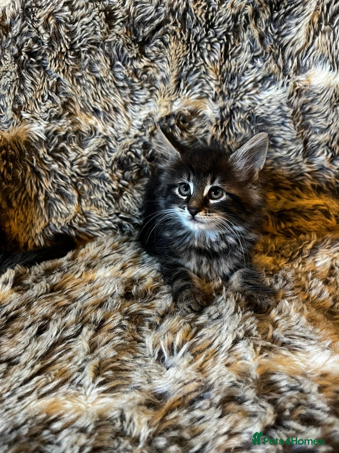 Maine Coon cats for sale: Maine coon kittens - Image 12