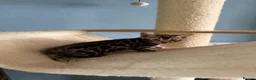 Bengal cats for sale: TICA pure breed Bengal kittens available.  - Advert 22